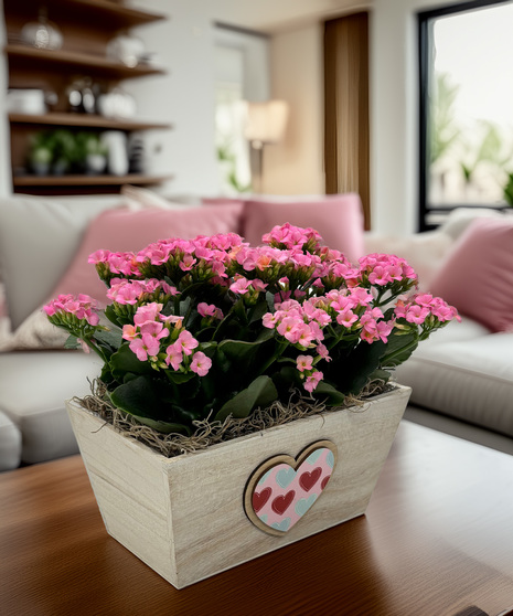 Double Kalanchoe - colorful blooms to celebrate Valentine's Day