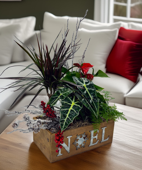 Santa's Dream Garden - a festive garden of tropical foliage and holiday cheer