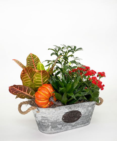 Plants