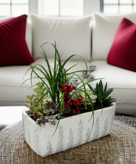 Wintertime Succulent Garden - a merry twist on a modern holiday favorite