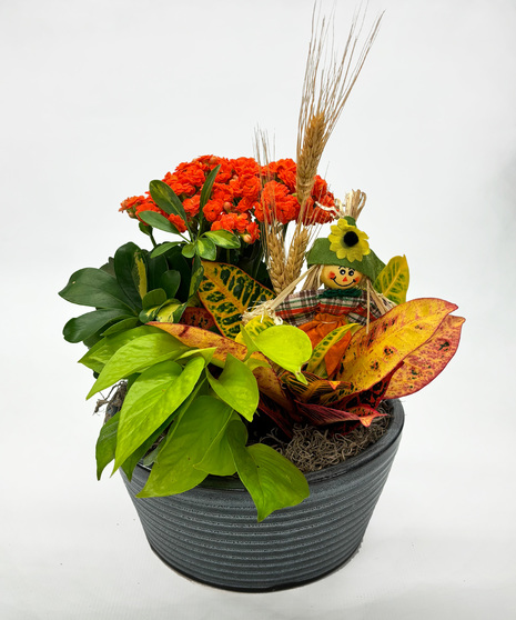 Indoor fall garden in ribbed ceramic with kalanchoe, croton, scarecrow & wheat accents. A festive plant gift and cozy seasonal décor piece.