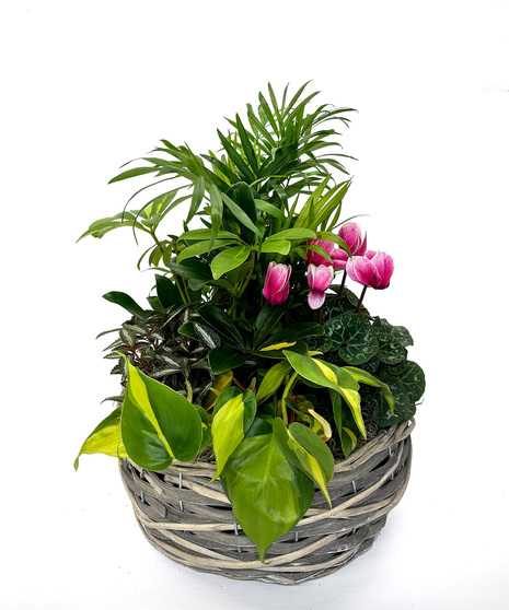 This garden of complementary foliage plants and a blooming plant is artfully arranged in a decorative container. 
