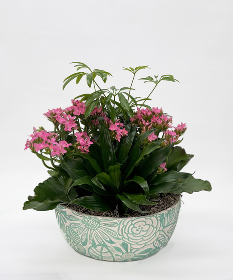 Plants