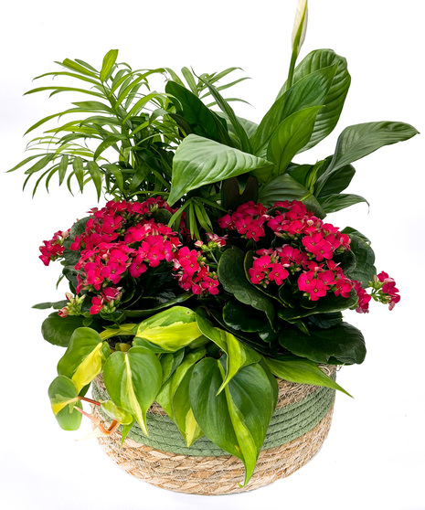 Plants
