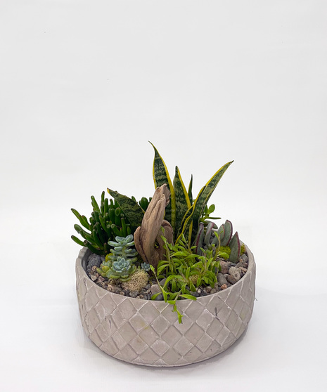 Unique succulent plants are planted in a contemporary gray ceramic bowl. 