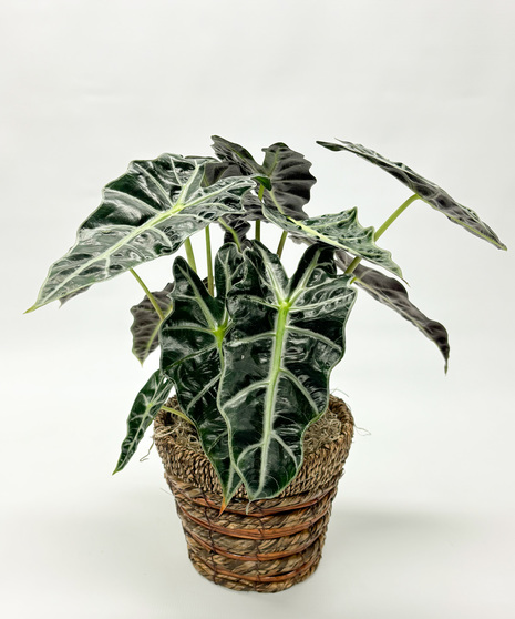 6-inch Alocasia Amazonica ‘Polly’ (African Mask Plant) with glossy arrowhead leaves and striking silver veins. Bold tropical foliage for indoor décor.