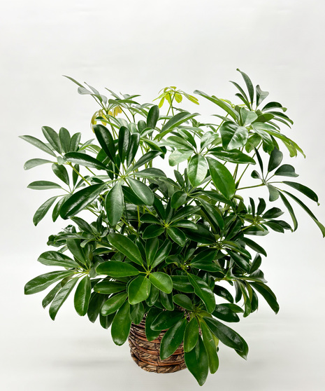 6-inch Arboricola Schefflera (Umbrella Plant) with glossy, hand-like leaves. Easy-care, resilient houseplant for bright or medium light indoors.