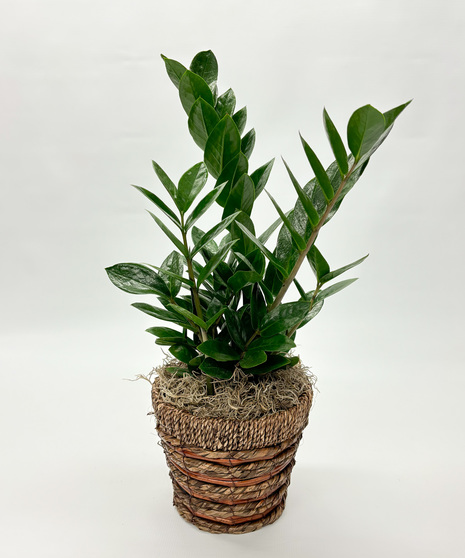 6-inch ZZ Plant in a basket. A hardy, low-maintenance houseplant with glossy leaves that thrives in low light—perfect for beginners.