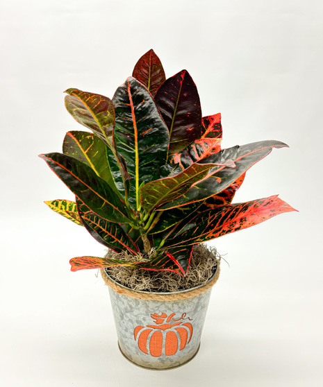 6-inch croton plant in a festive fall tin with pumpkin cutout and rope detail. A colorful autumn gift or seasonal décor accent
