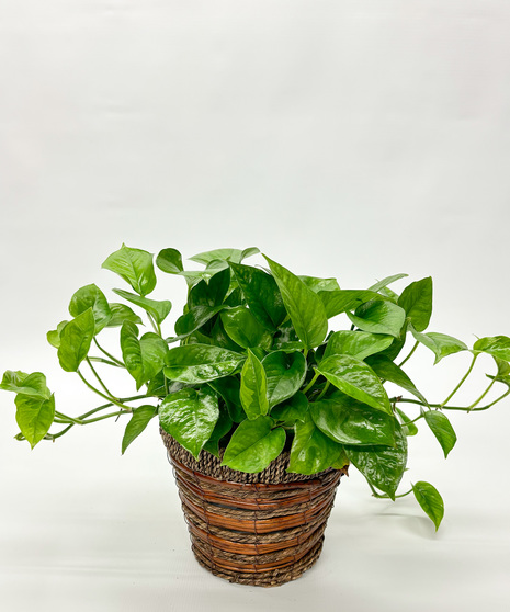 6-inch Pothos Plant with heart-shaped leaves. Easy-care vining houseplant that tolerates various light conditions—perfect for home or office.