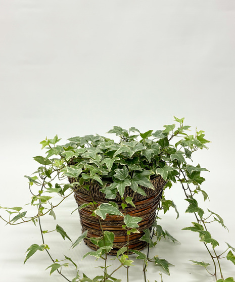 6-inch Ivy Plant with decorative vining foliage. Thrives in bright, indirect light—ideal for climbing or trailing as a classic indoor plant.