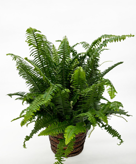 Plants