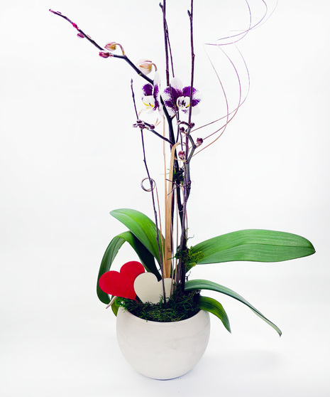 Surprise your sweetie with this beautiful, long-lasting orchid in a modern ceramic bowl with Valentine’s Day accents.