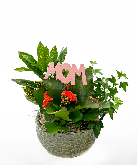 Our garden features a blend of lush foliage and a blooming plant in a decorative container, perfect for your mother's coffee table or countertop.