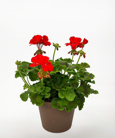 Memorial Day Planter