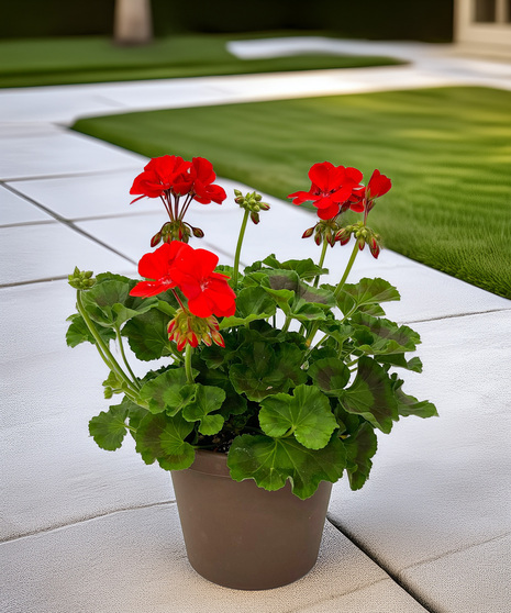Memorial Day Planter