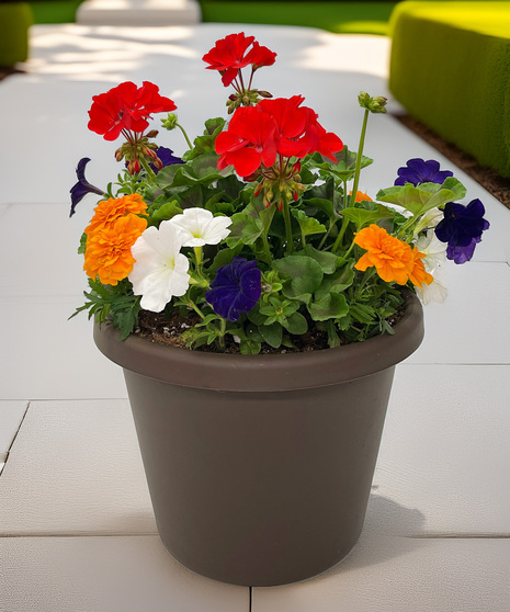 Remember your loved one with this chocolate plastic pot planted with a geranium surrounded by annuals.  Colors will vary.