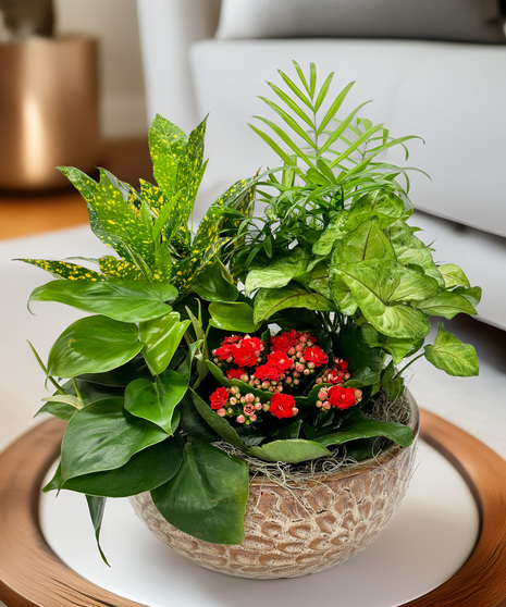 Plants