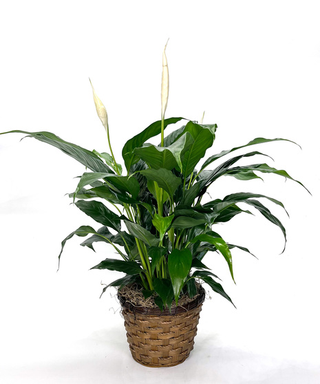 Gainan's Plant Peace Lily