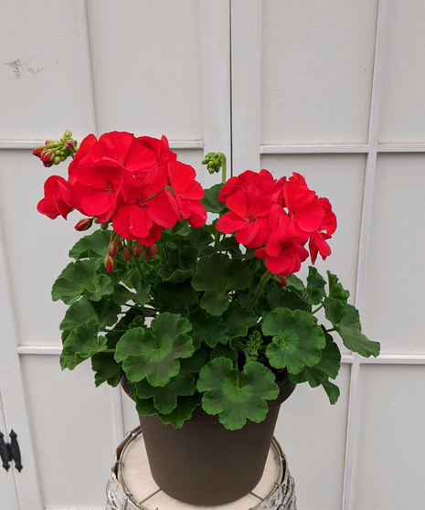 A sweet remembrance for your loved one. A colorful geranium is planted into a chocolate plastic pot. Connect with us today.