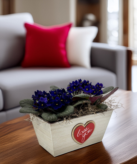 Thinking of You Blue Double Violet - a sweet Valentine's gift in bloom