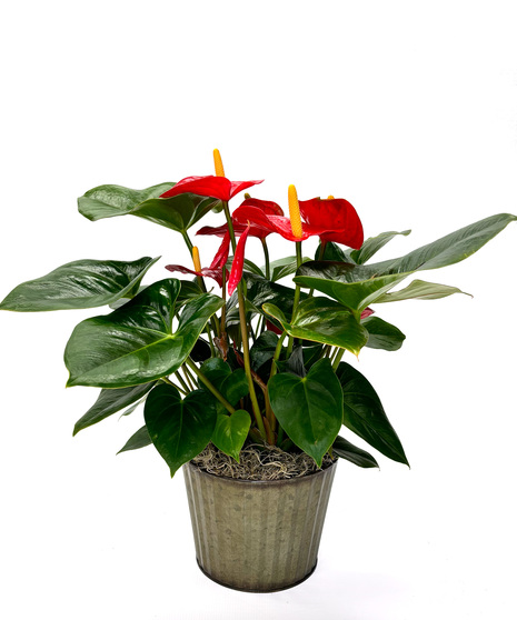 Flamingo lily, Anthurium, prefers medium light, such as a slightly shaded window and plenty of moisture.