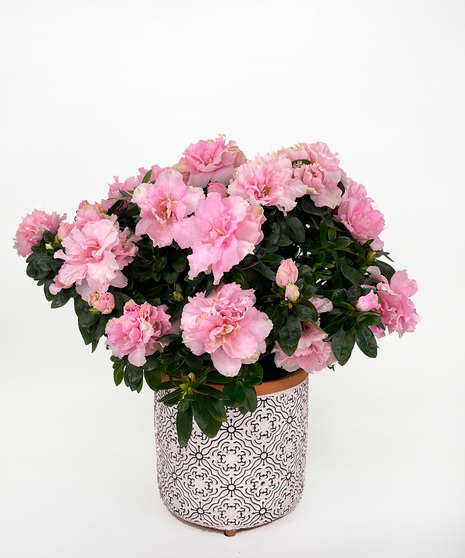 Azalea Flower Meaning: Discover the Enchanting Symbolism Behind these Blossoms