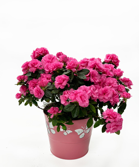 Azalea 6