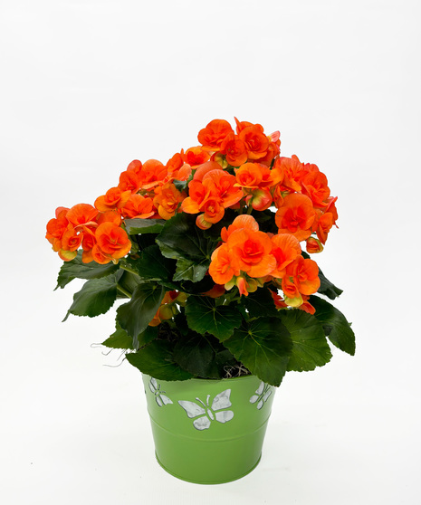 Plants