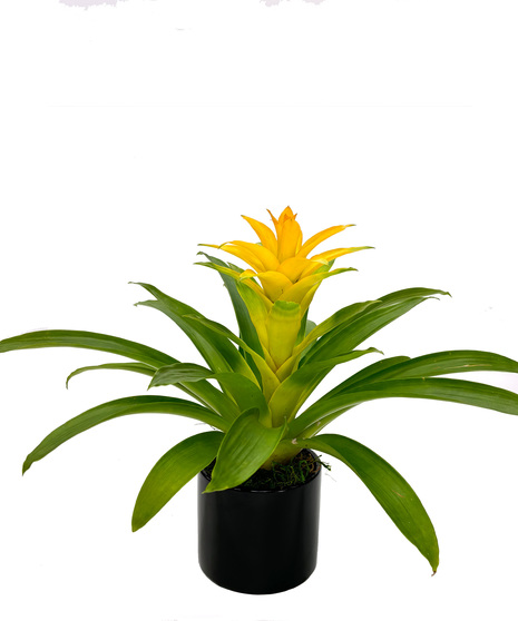 Bromeliad