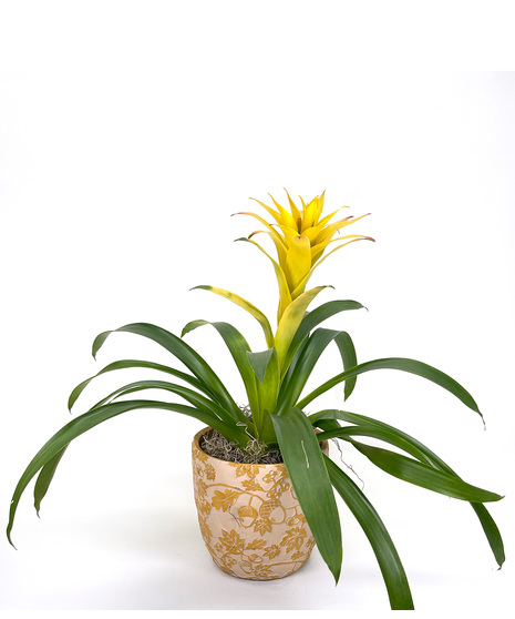 Bromeliads are unlike most plants whereas they give off oxygen during the night instead of the day.  They require a sunny spot and keep the center vase filled with water.