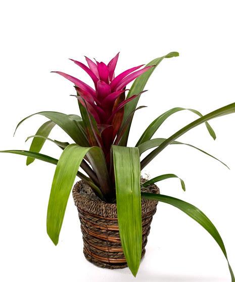 Bromeliad
