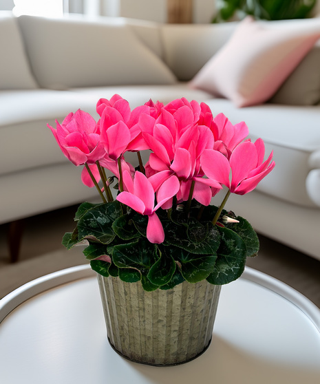 Cyclamen 6