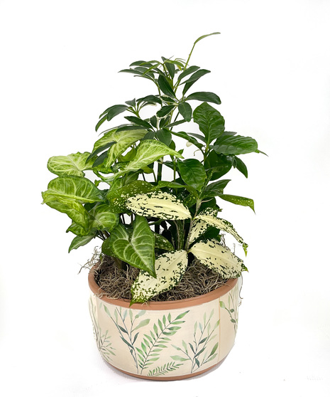 Gainan's Dish Garden