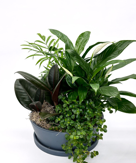 Gainan's Dish Garden