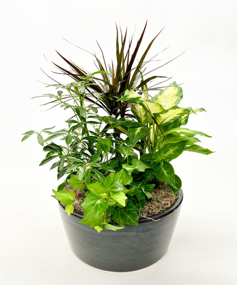 Gainan's Dish Garden