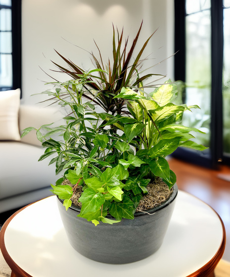 Gainan's Dish Garden