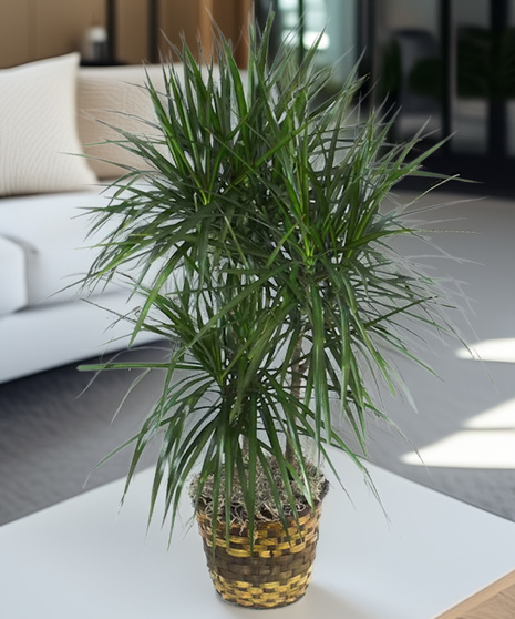 Easy care.  They require bright light but not direct sun.  Water thoroughly and let the soil dry between waterings.  Mist often or wipe the leaves with a damp cloth.