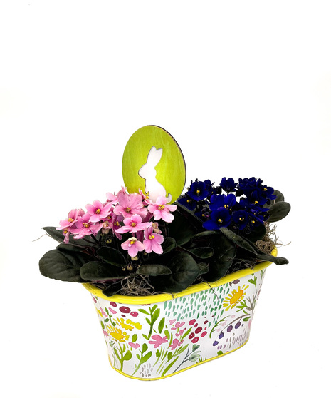 Share Easter joy with this delightful arrangement of two African violets nestled in a floral-decorated oblong tin. A festive egg-shaped bunny pick adds the perfect touch