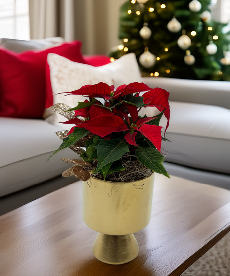 Golden Noel Poinsettia - classic holiday cheer with a touch of festive gold