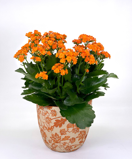 This easy-care kalanchoe will bring a pop of color and require little attention. Containers may vary.