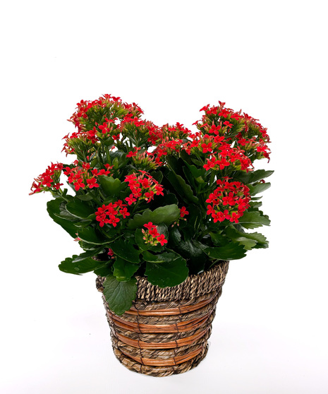 Kalanchoe 6
