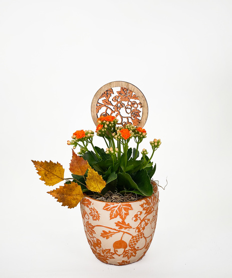 Fall Kalanchoe 4