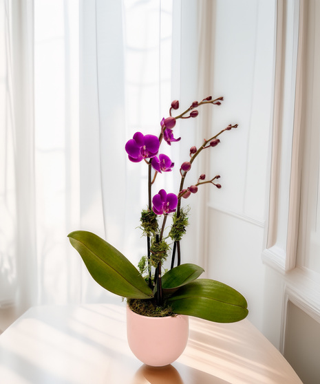 Mini Orchid