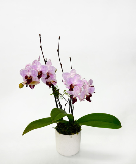 A mini phalaenopsis orchid in a decorative container.  Perfect for a desk.