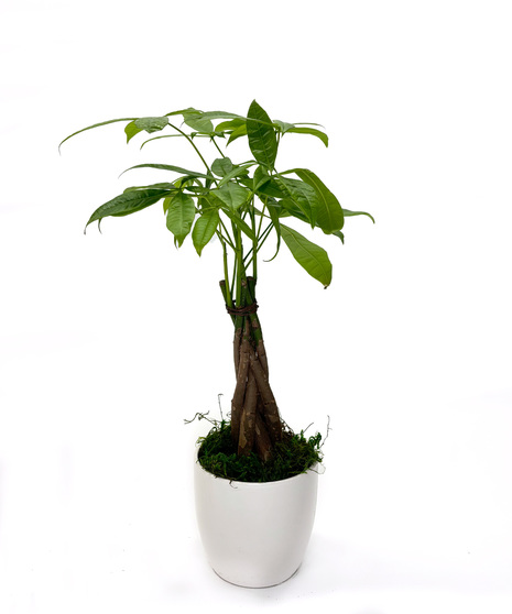 Money Tree 4