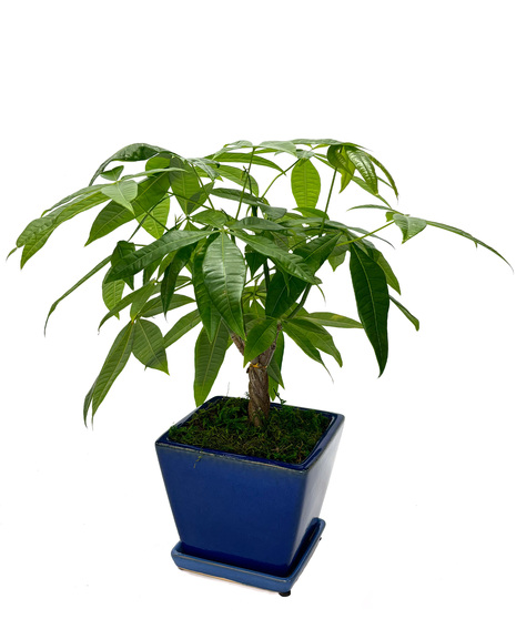 Money Tree 6