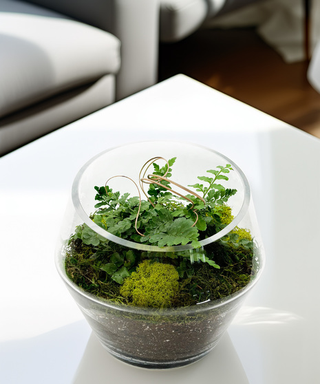Open Top Terrarium