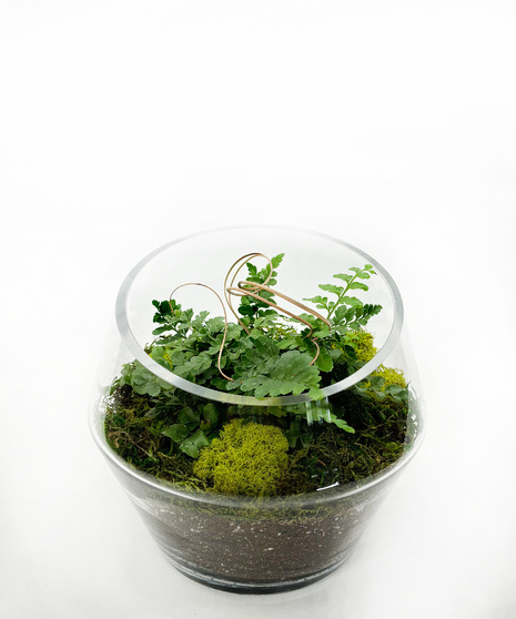 Open Top Terrarium