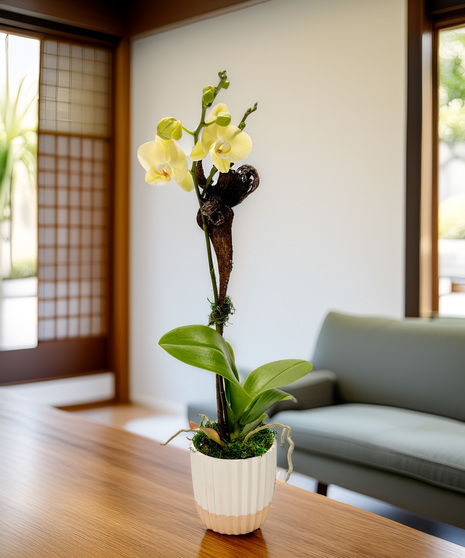 Elegant Phalaeonopsis Orchid